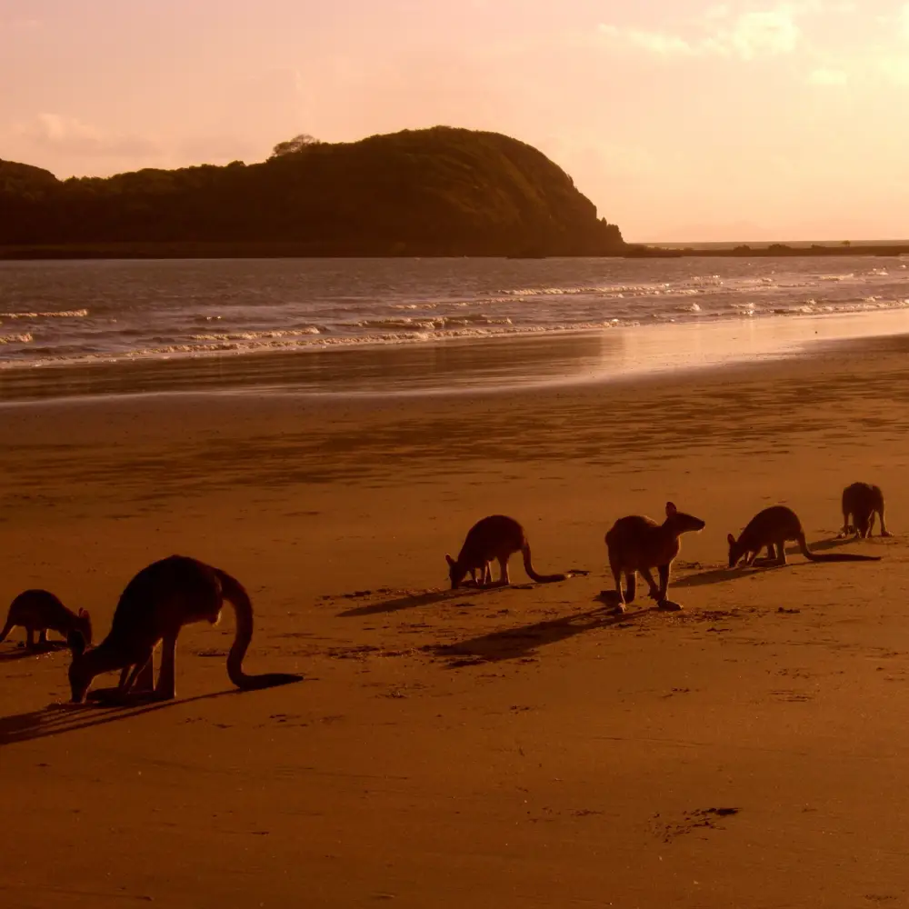 Kangaroos grazing on a beach at sunset in Australia, 2009.